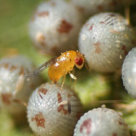Biocontrol Agents